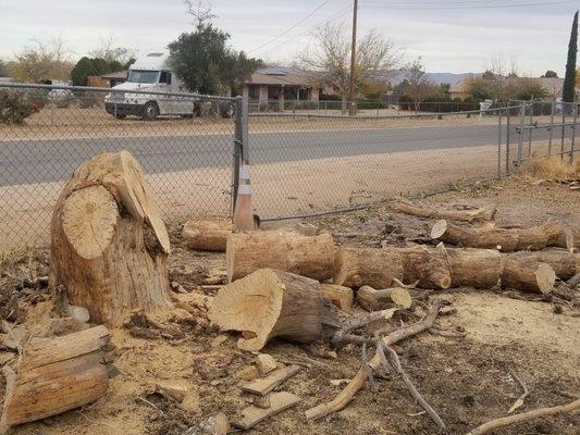 trees removal