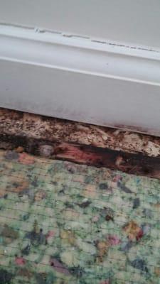 Mold in my elderly mother's bedroom. Horrible! My mother complained for months. Management did nothing.