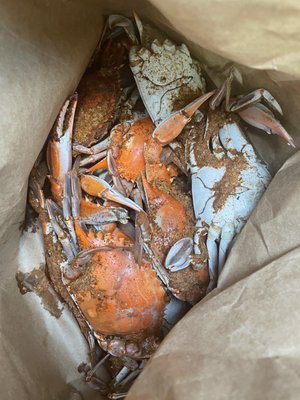 Medium male blue crabs