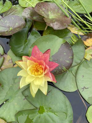 Incredible water lilies