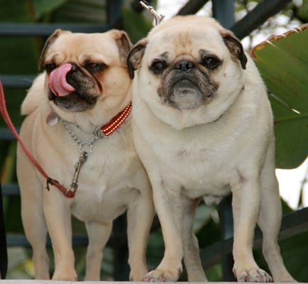 PUGS - Playa Vista Pet Sitters