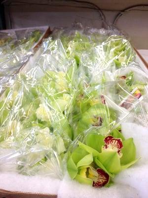 Large cymbidium branches at Kelley Wholesale