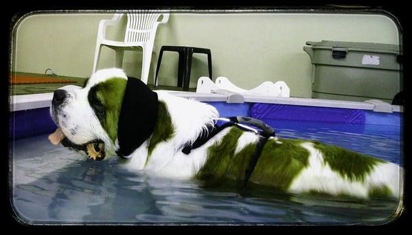 Kipper suffered an FCE and requires swim therapy to help re-establish fine motor skills in walking and running.