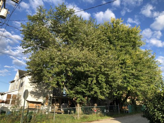 RBJ Tree Service before trimming