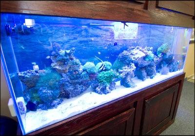 A close-up of the salt water fish tank in the customer lounge.