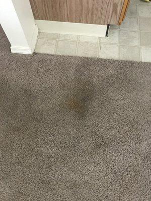 move in pics of carpet.