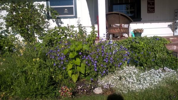 Summer gardens at Mistletoe Manor.