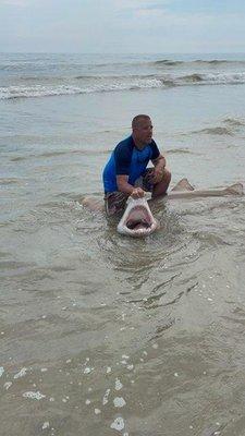 Sand Tiger Shark caught in Corolla