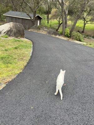 Kitty even likes the driveway