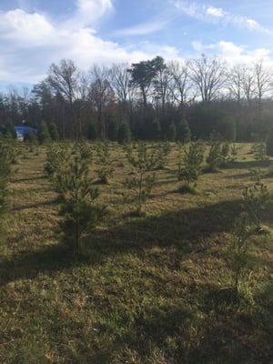 Lots of young saplings to ensure a supply for the future.