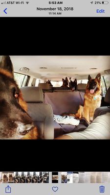 On our way to Clear Creek Animal Clinic for checkups.  The Peek pack...