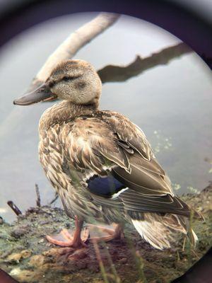 Female Mallard