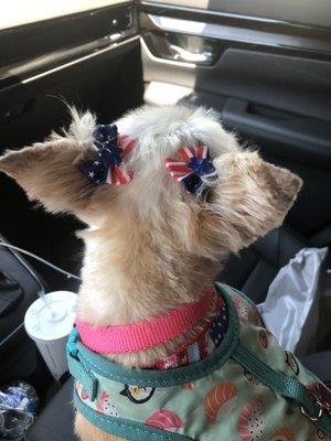 Cute bows and bandanna