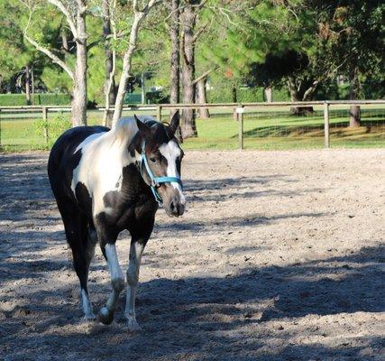 Lazy days at the stables