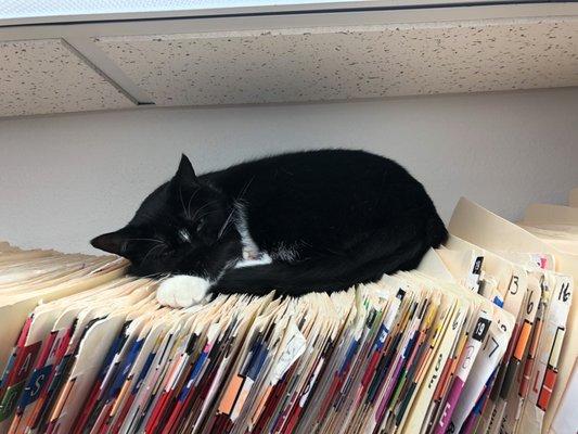 Mail cat loves the mailman and sleeping on the files.