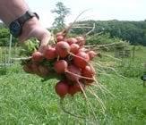 Damariscotta Farmer's Market