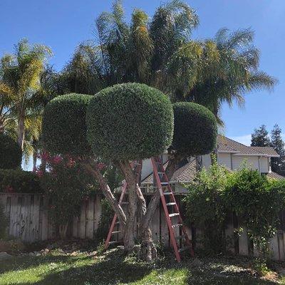 Trim Trimming Services!