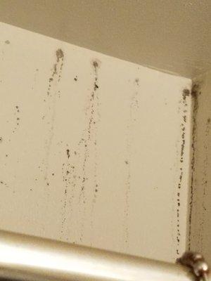 Mold and roaches all over kitchen and bathroom