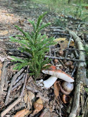 Toad stool