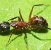 Carpenter ant