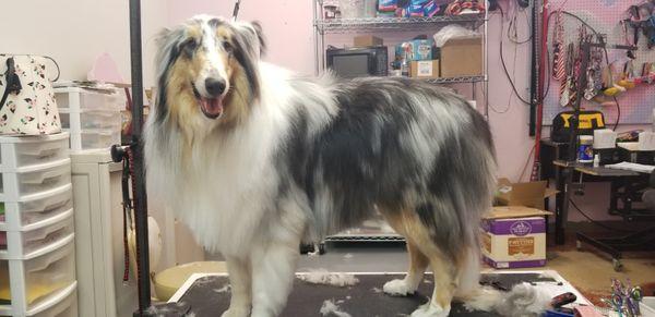 Rough Collie