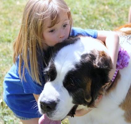 A little girl loving on a Saint at the Sunny Saint's St Bernard Rescue, Annual picnic