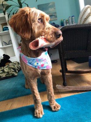 This was Winston after I picked him up from the groomers. He's not a scraggly-boy anymore!