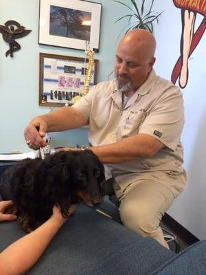 Dr. Bell cares deeply for his 4 legged patients! He has adjusts Cats, Dogs, Horses and even birds!