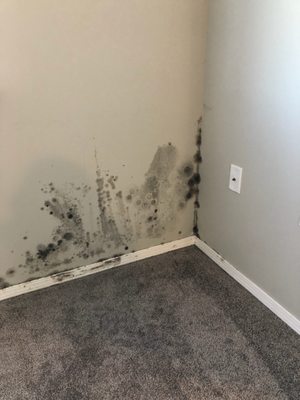 This mold was discovered behind our sofa upon move out. I have been diagnosed with mold related health issues and they will not return calls