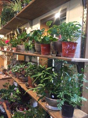 Plants galore!!