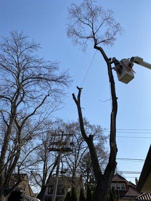 Elm removal at its best.