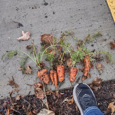 Christmas carrots from the edible roadside.