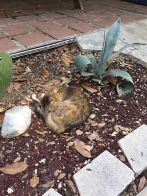 Cat sleeping in garden