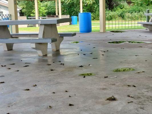 Bird droppings on the Pavilion floors