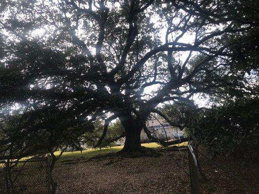 Large live oak