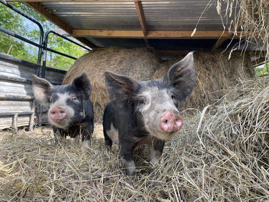 Sometimes there are piglets you can visit and feed snacks.