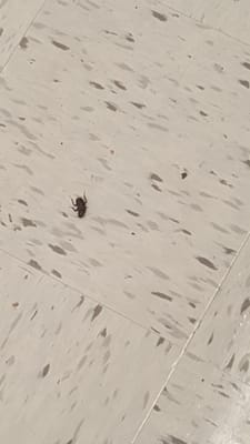 Another reason not to come here. A huge bug in plain sight!