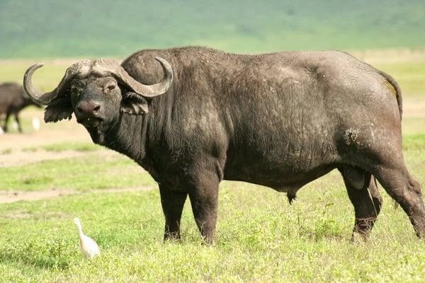 African buffalo. The most dangerous African animal to humans as they are bad tempered and aggressive.