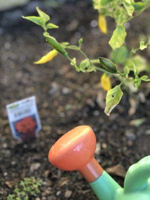 Gardening at Montessori.