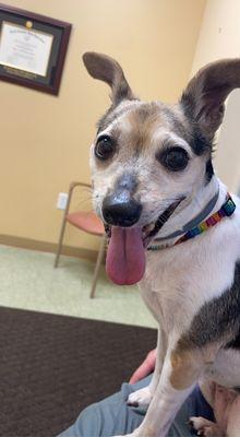 Maggie girl waitin to see Dr. Cooke for her annual visit