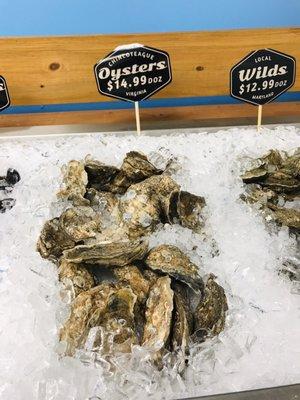 Oysters