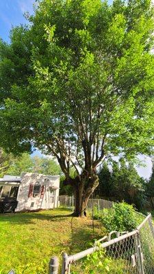 Deadwood removed and canopy elevated. Took limbs off of roof.