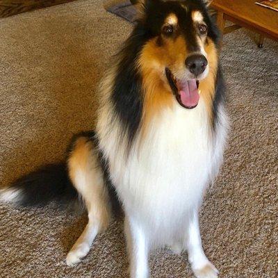 Rex, our rough collie, after having his coat stripped at Breeders Corner.