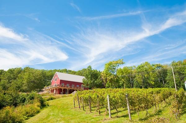 vineyard wedding