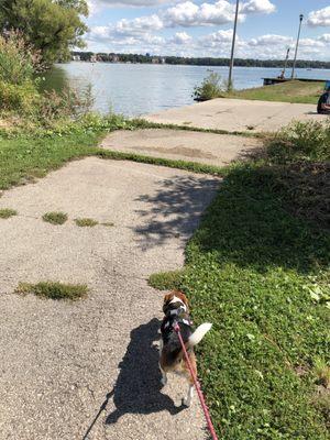 Belley beagle walking towards the pier.