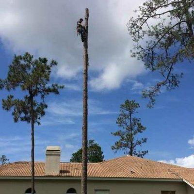 Large pine tree removal