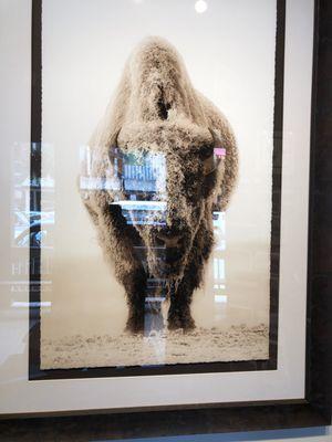 Wildlife photography framed art