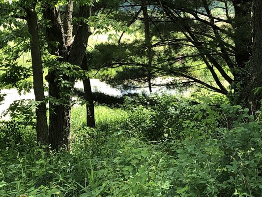 Ferguson Forest Preserve