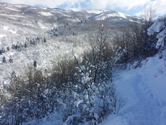 A view from a trail.