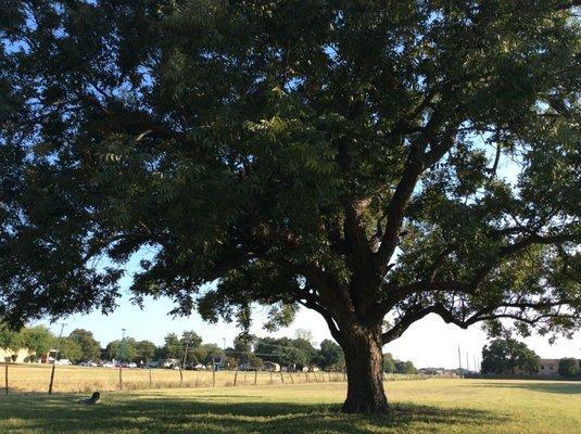 200 year old Oak...